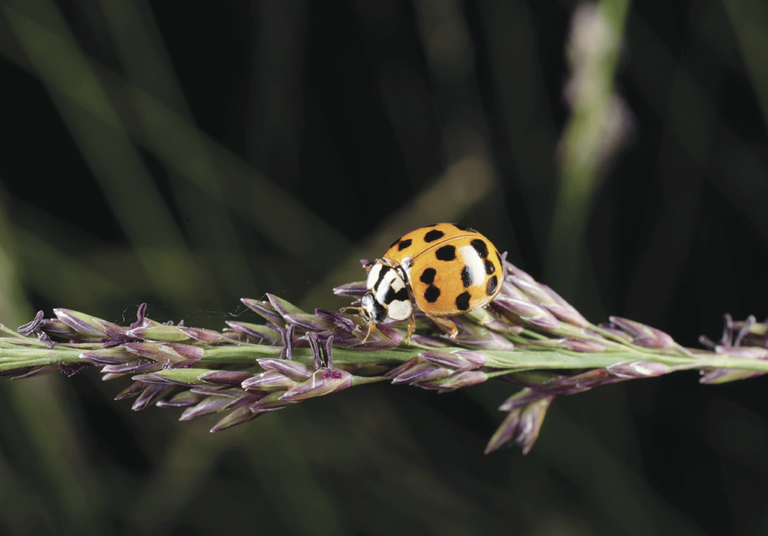 Invasion Of The Ladybugs McMinn Life Magazine